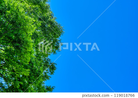 東京豐島區椎名町公園的城市景觀新鮮的綠色形象 119018766