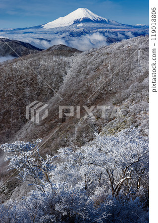 View of Mt. Fuji and Mt. Nabewari, covered with frost-covered trees in Tanzawa 119018806