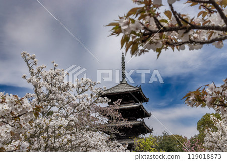 Omurozakura and five-story pagoda at Ninnaji Temple in Kyoto Omurozakura and five-story pagoda at Ninnaji Temple in Kyoto 119018873