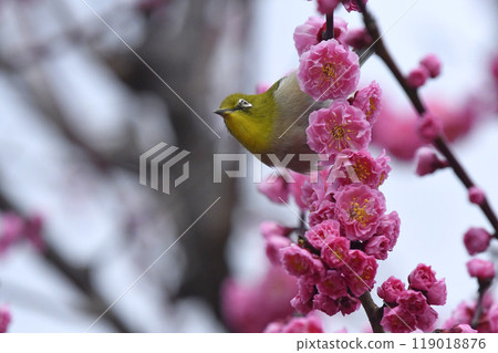一隻繡眼鳥來到盛開的紅梅花叢中(春天的圖片)(溫馨的圖片) 一隻繡眼鳥來到盛開的紅梅花叢中(春天的圖片)(溫馨的圖片) 119018876