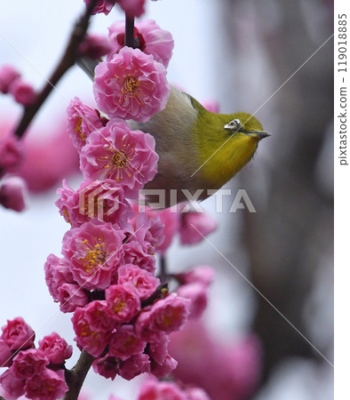 一隻繡眼鳥來到盛開的紅梅花叢中(春天的圖片)(溫馨的圖片) 一隻繡眼鳥來到盛開的紅梅花叢中(春天的圖片)(溫馨的圖片) 119018885