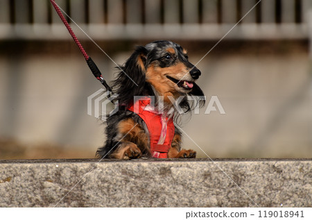 Our dachshund in a good mood after going out 119018941