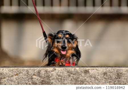 Our dachshund in a good mood after going out 119018942