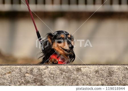 Our dachshund in a good mood after going out Our dachshund in a good mood after going out 119018944