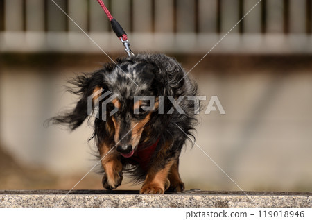 Our dachshund in a good mood after going out Our dachshund in a good mood after going out 119018946