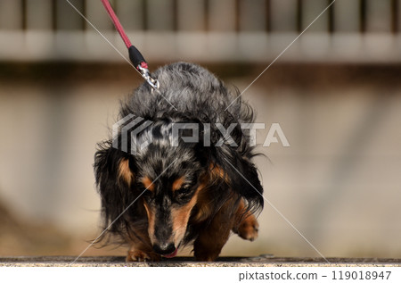 Our dachshund in a good mood after going out Our dachshund in a good mood after going out 119018947