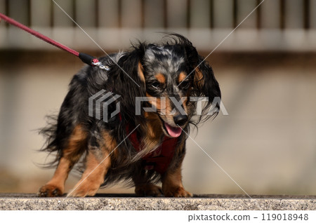 Our dachshund in a good mood after going out Our dachshund in a good mood after going out 119018948