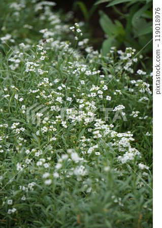 Sweet alicantum 119018976