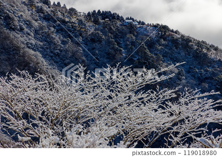 丹澤/鍋割山霜凍樹木和大倉嶺 119018980