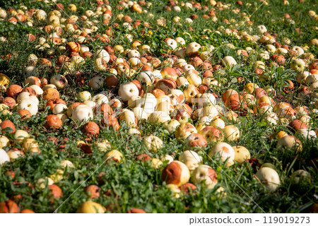 Apples fell from the tree. Ripening and rotten. Garden waste 119019273