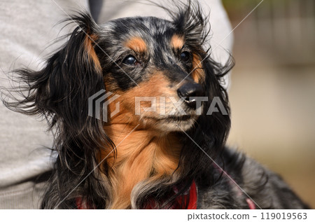 Our dachshund in a good mood after going out Our dachshund in a good mood after going out 119019563
