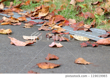 fallen leaves, dead leaves, autumn, leaves, ground, asphalt, nature, plants, dead leaves, deciduous, brown, outdoors fallen leaves, dead leaves, autumn, leaves, ground, asphalt, nature, plants, dead leaves, deciduous, brown, outdoors 119019965