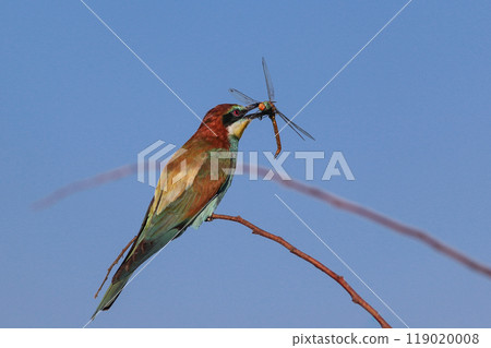 european bee eater 119020008