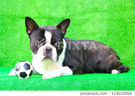 Mighty the Boston terrier gazing cutely at a soccer ball ♡ 119020068