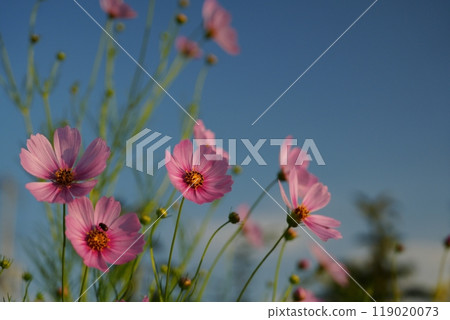 Cosmos sparkling in the rising sun 119020073