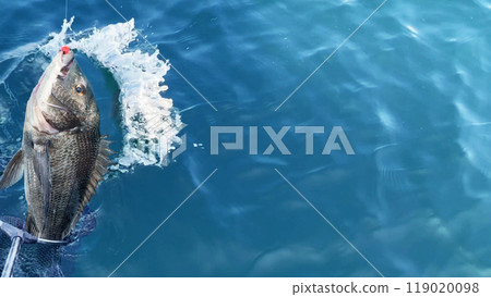 海上釣魚：用塔莫撈起捕獲的奇努克 119020098