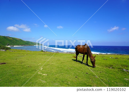 Yonagunijima 119020102