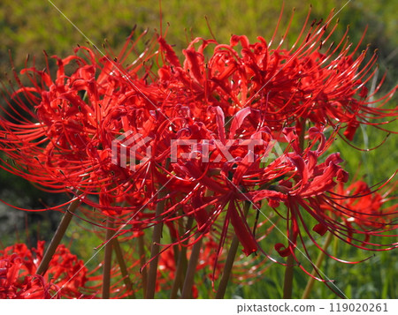 石蒜 石蒜 119020261