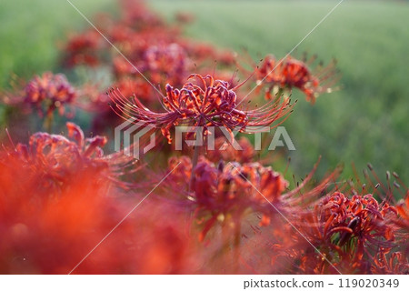 Red spider lilies in the morning sun on the edge of a rice field after the rice harvest Red spider lilies in the morning sun on the edge of a rice field after the rice harvest 119020349