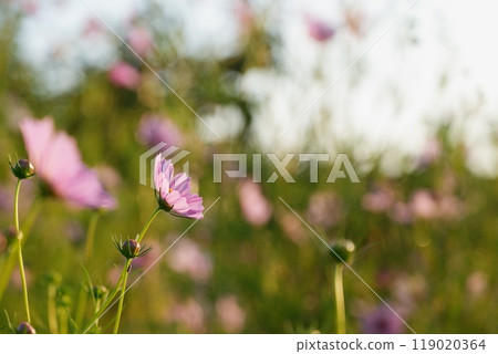 粉紅色的波斯菊在晨光中綻放 119020364