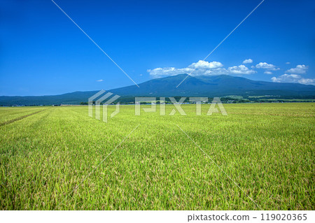 Autumn countryside and Mt. Chokai 119020365