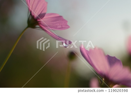 Cosmos with dewdrops falling from its petals 119020398