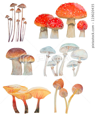 Realistic watercolor illustrations of various types of mushrooms Realistic watercolor illustrations of various types of mushrooms 119020435