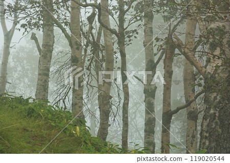 Tsubetsu Pass shrouded in thick fog Tsubetsu Pass shrouded in thick fog 119020544