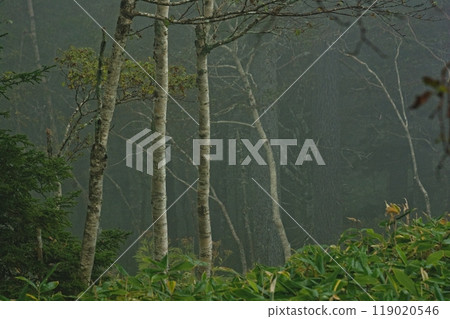 Tsubetsu Pass shrouded in thick fog 119020546