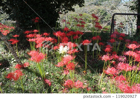Miyagi Prefecture Shibata Town Funaoka Castle Ruins Park Manjushage 119020927