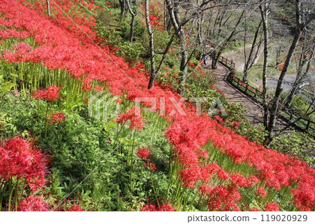 Miyagi Prefecture Shibata Town Funaoka Castle Ruins Park Manjushage 119020929