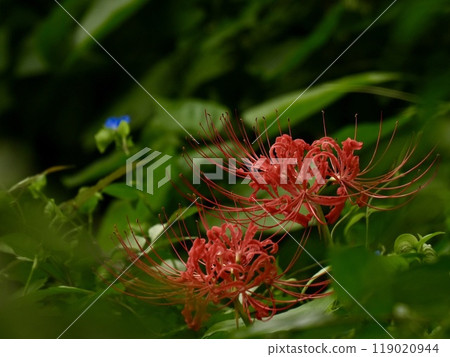 Beautiful red spider lilies blooming in the forest on a green background 119020944