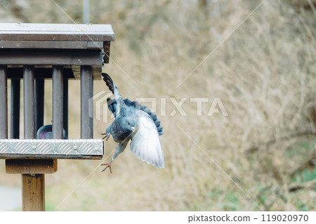 Pigeons flying out of the aviary 119020970