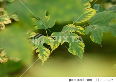 Signs of autumn (Hokkaido University campus)_2301 119020986