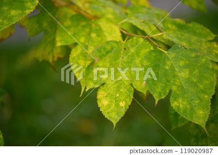 Signs of autumn (Hokkaido University campus)_2326 119020987