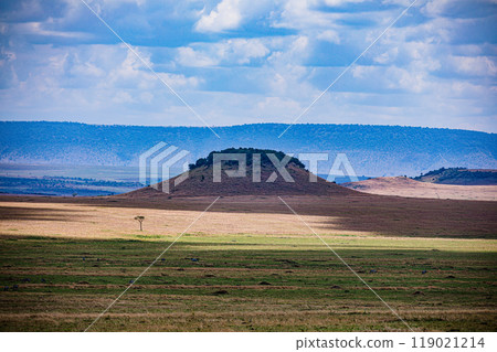 tree on a field tree on a field 119021214