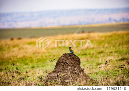 tree on a field tree on a field 119021248