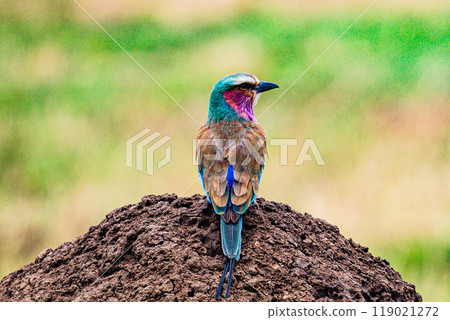 tree on a field 119021272