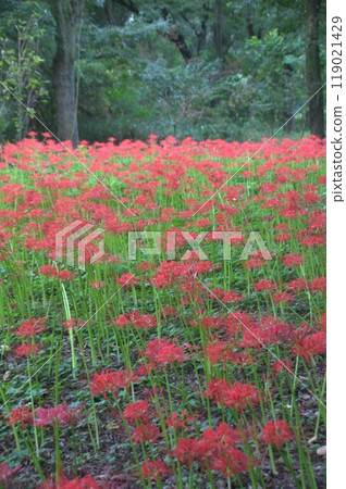 Cluster amaryllis Cluster amaryllis 119021429