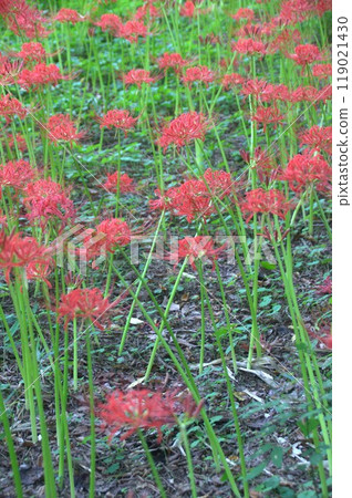Cluster amaryllis Cluster amaryllis 119021430
