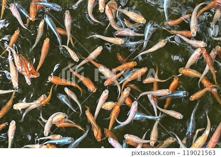 Close-up of medaka swimming in a school 119021563