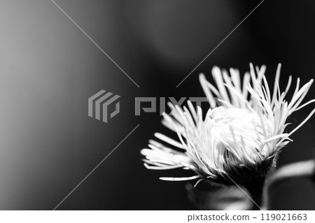 單色的世界～綻放的瞬間～ 119021663