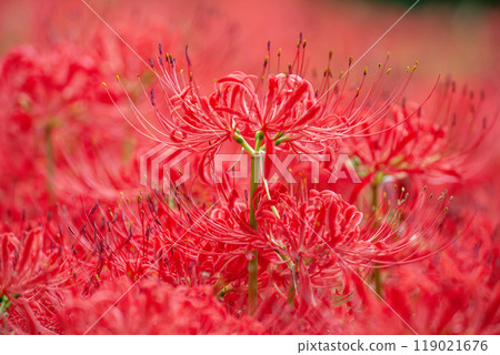 Cluster amaryllis 119021676