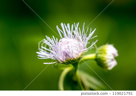 花開的時刻~Haruzion~ 花開的時刻~Haruzion~ 119021791