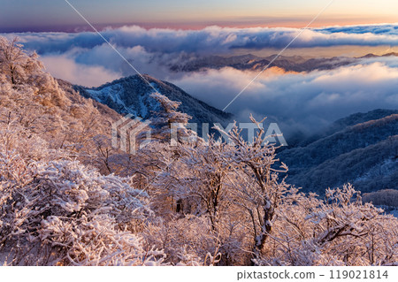 The frost-covered trees of Mt. Tonodake in Tanzawa and the sea of clouds at dawn 119021814