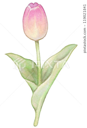 Spring pink tulip hand-drawn illustration Spring pink tulip hand-drawn illustration 119021841