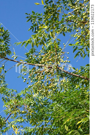 Young fruit of Sendan 119022173