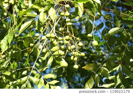 Young fruit of Sendan 119022179