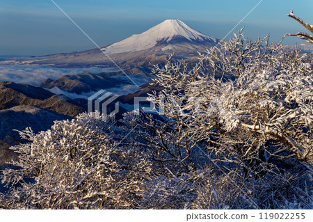 Morning frost-covered trees on Mt. Tonodake in Tanzawa and Mt. Fuji 119022255