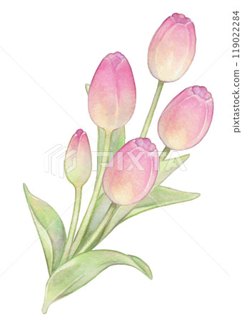 春天粉紅鬱金香手繪一點 119022284